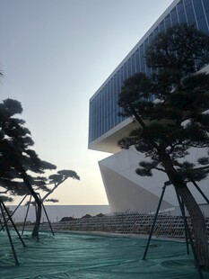 现代建筑旁的独特造型树木