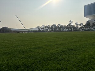 广阔绿草地与远处树木