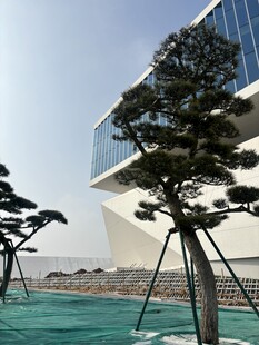 现代建筑旁的造型松树