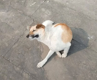 路边休憩的小型宠物犬