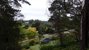 林间景致 绿意盎然的自然