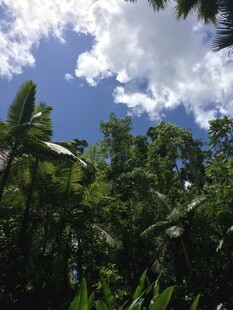 热带丛林中的蓝天绿树