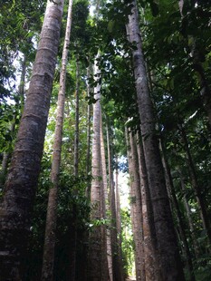 茂密森林中的高大树木