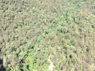 俯瞰葱郁繁茂的绿色森林