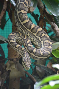树上盘绕的花纹斑斓蟒蛇