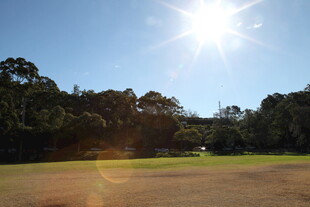 阳光照耀下的开阔草地