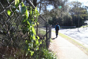 小径上独行的身影