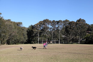 户外草地人犬休闲时光