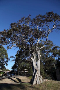 古老大树屹立于开阔之地