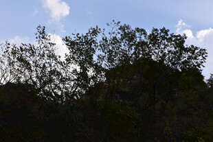 蓝天映衬下的茂密树林