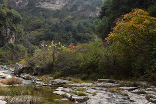 山间溪流旁的多彩植被