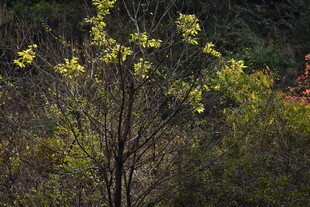 春日枝头新绿初绽