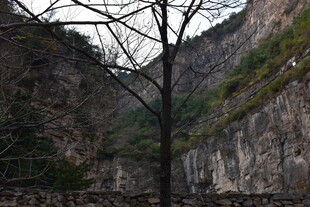 山间孤树 峭壁相伴