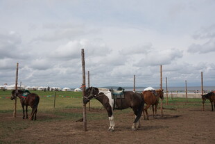 草原上的几匹马