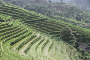 壮观的绿色梯田景观