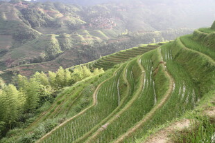 山间梯田绿意盎然