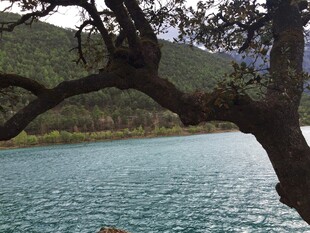 湖畔树枝与远山美景