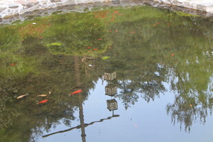 池塘锦鲤与石桥倒影