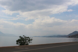 公路旁的湖景与孤树