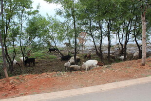 路边树下休憩的牛群