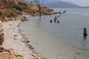 宁静湖畔的岸边与水中残桩