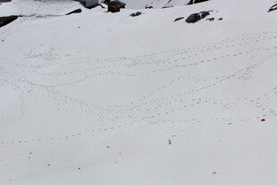 雪坡上的滑雪者轨迹
