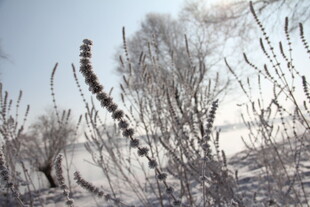 雪覆植物 冬日萧瑟景象