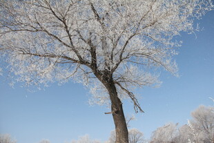 冬日银树 蓝天映衬美景