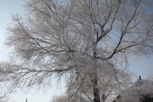 冬日银装素裹的树木
