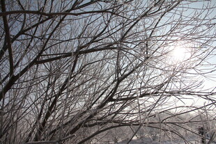 冬日光秃树枝与耀眼阳光