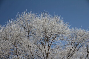 冬日霜覆树木美景