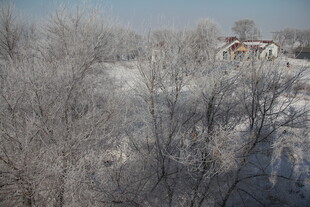冬日银装素裹的树林景观 长白山