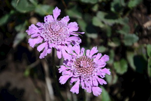 两朵淡紫色美丽花朵绽放