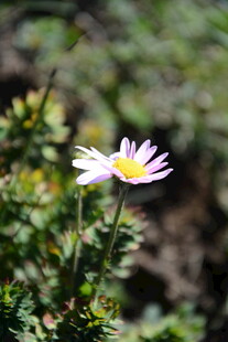 白色小花绽放于绿植间