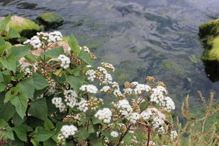 溪边绽放的白色小花