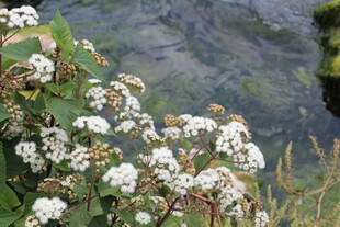 溪边绽放的白色小花