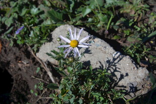 石旁绽放的素雅小白花