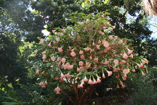 盛开的粉色繁花灌木