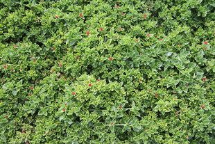 翠绿繁茂的植物景观