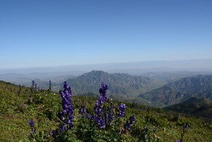 山间紫花绽于绿野蓝天
