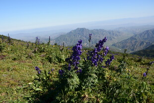 山间紫花绽放美景