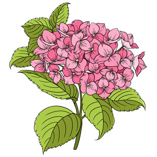 手绘粉色绣球花插画