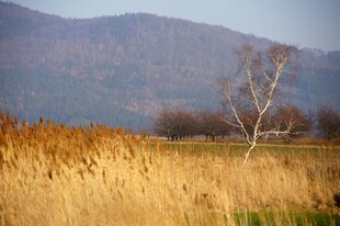 秋日旷野中的孤树与芦苇