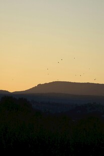 黄昏山峦间飞鸟景致