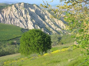 山间绿景 独树点缀春光
