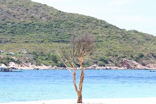 孤树挺立在碧海蓝天间