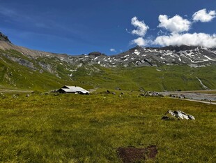 高山草甸间的悠然景致