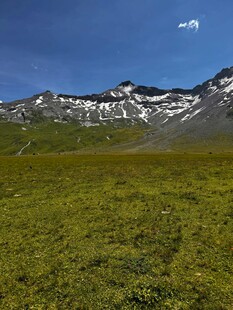 雪山下的广袤绿色原野