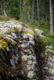 岩石上的苔藓与森林景观