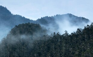 山间云雾缭绕的森林美景